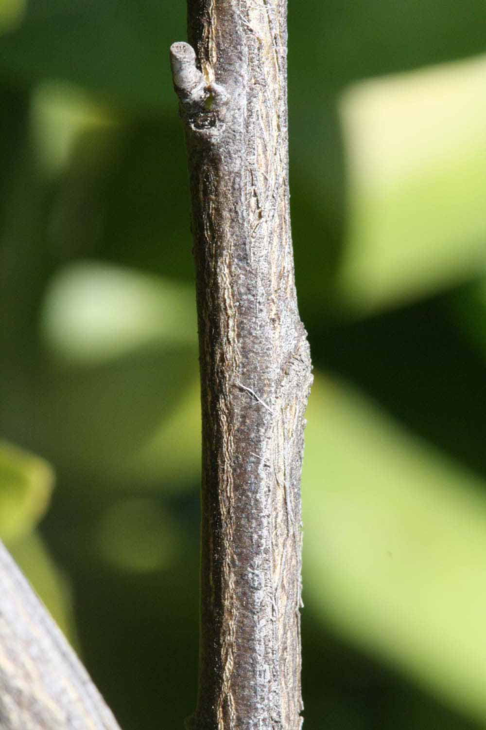              Second - third year twig (Riverside, CA)       